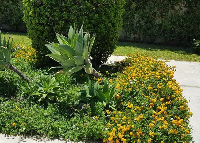 Coral Vicino Al Mare